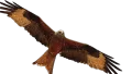 Logo de la société Filanciu Drone