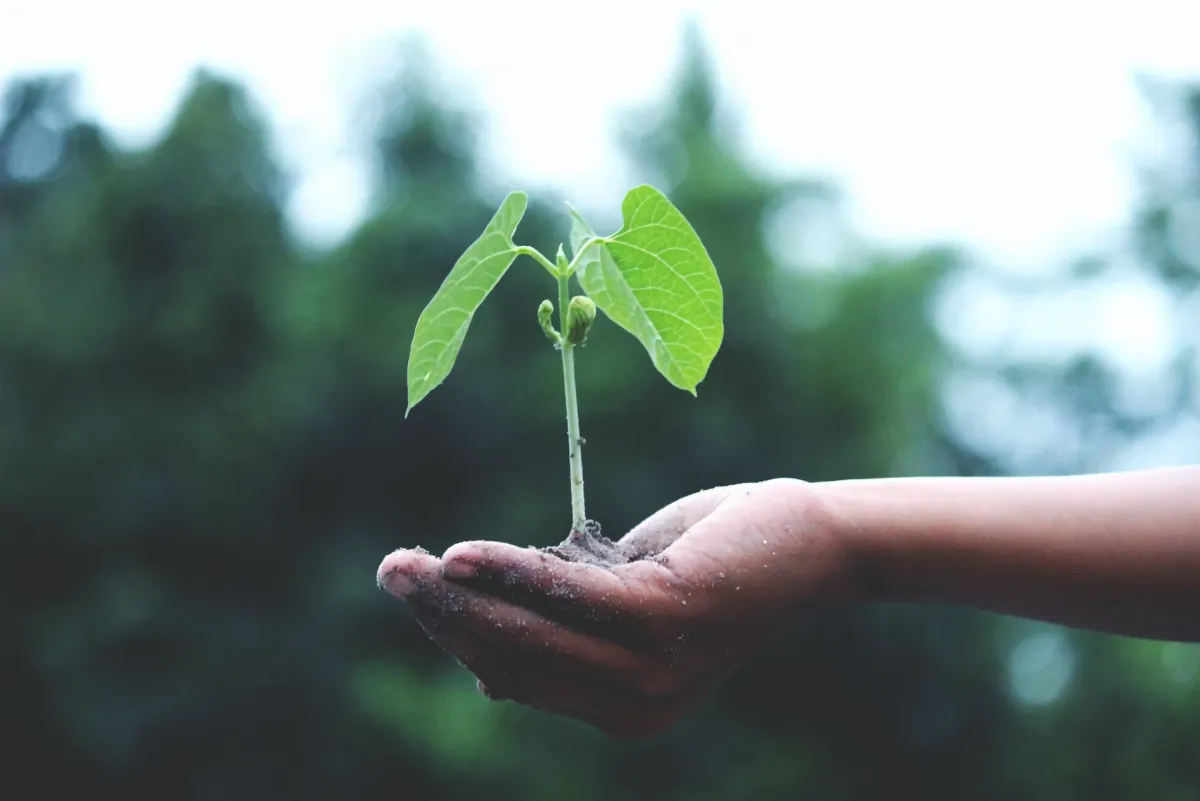 Image de la fiche de l'entreprise 4 FORESTS