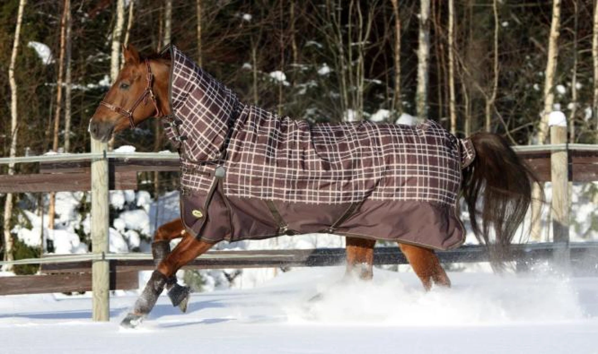 Image de la fiche de l'entreprise Horse Winner