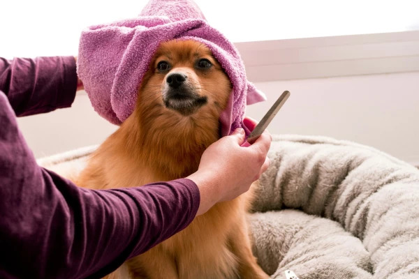 France Territoires, image Toiletteurs canin
