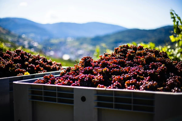 France Territoires, image Vignerons